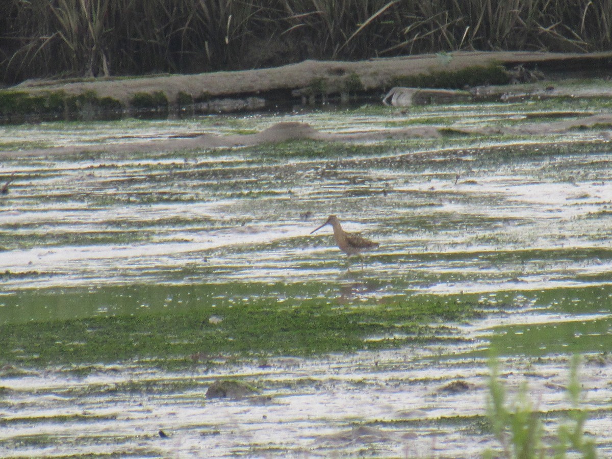 Short-billed Dowitcher - ML592469211