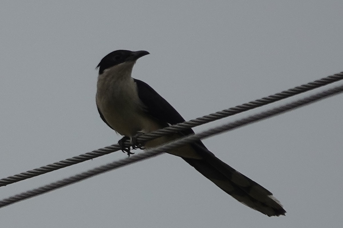 Pied Cuckoo - ML592470301