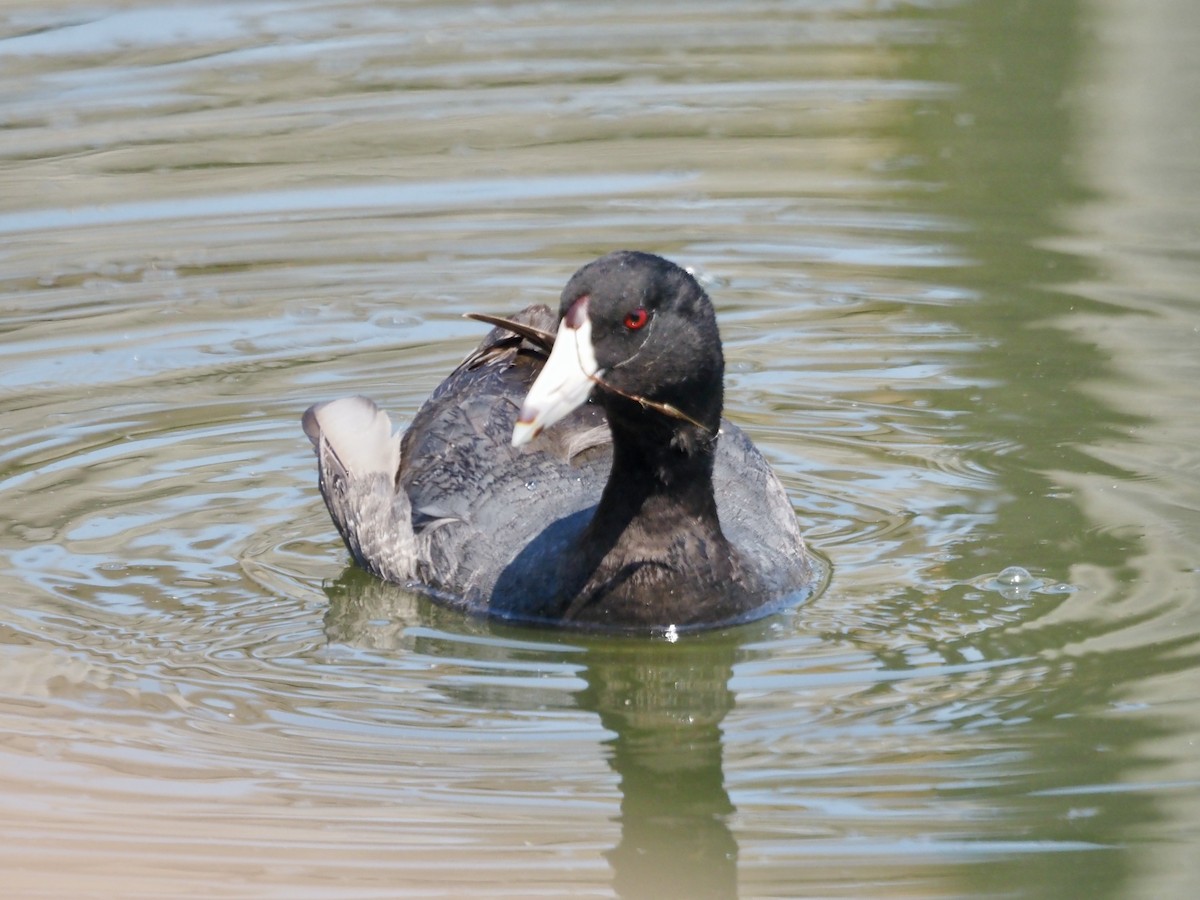 American Coot - ML592471061