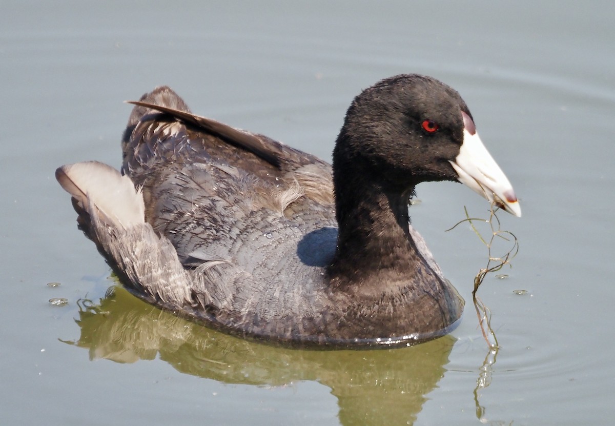 American Coot - ML592471081