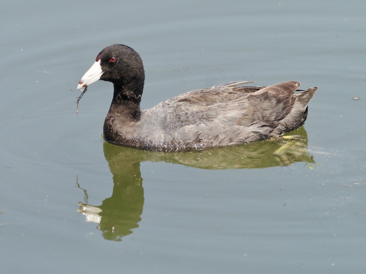 American Coot - ML592471091