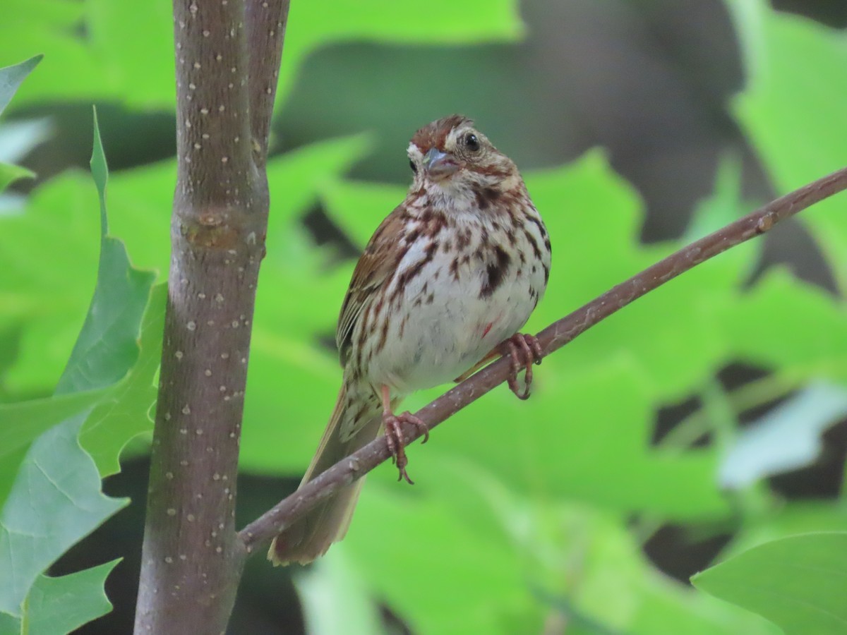 Song Sparrow - ML592471221