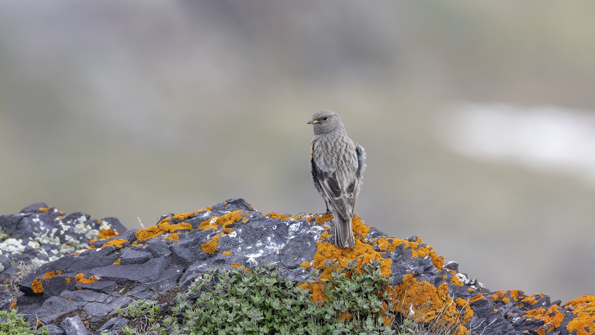 Alpine Accentor - ML592471521