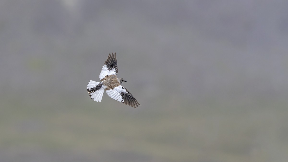 White-winged Snowfinch - ML592471581