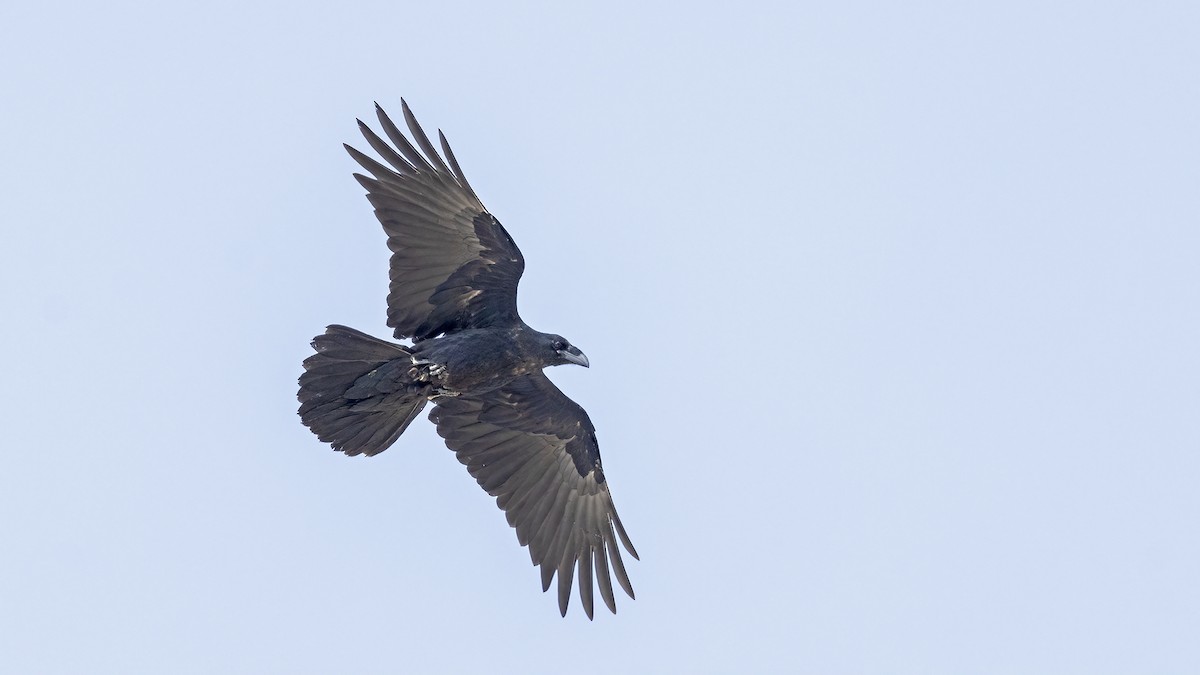 Common Raven - ML592471791