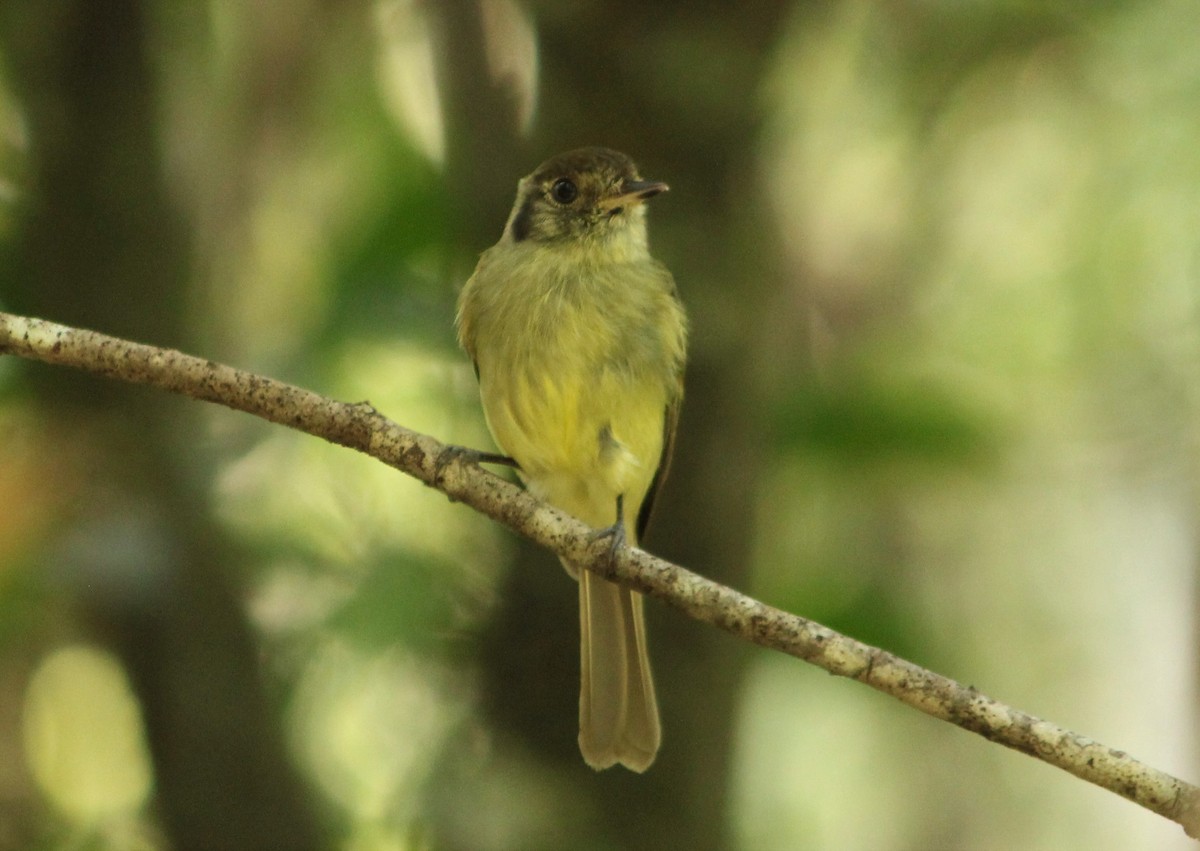 Sepia-capped Flycatcher - ML592472111