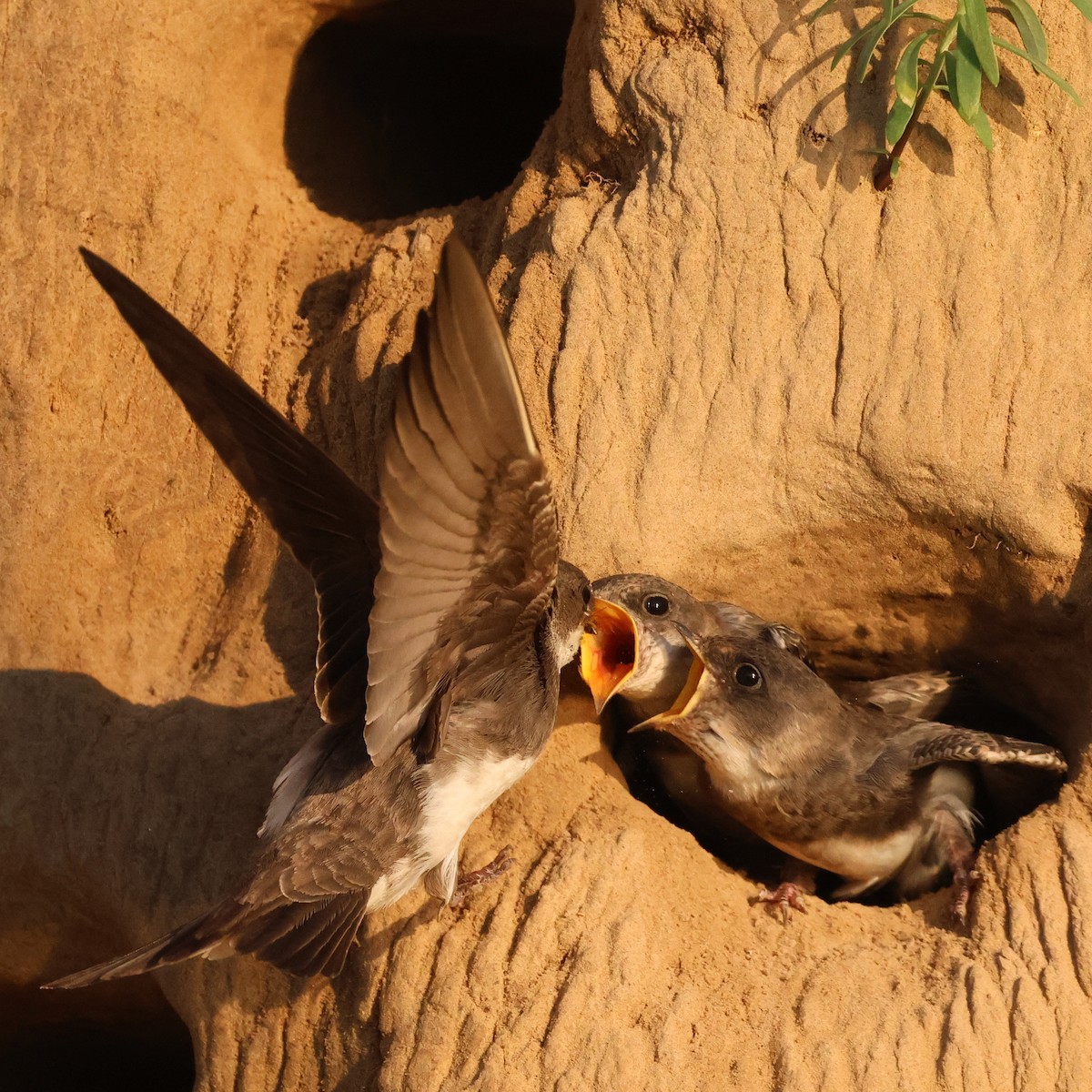 Bank Swallow - Rhesa Sy