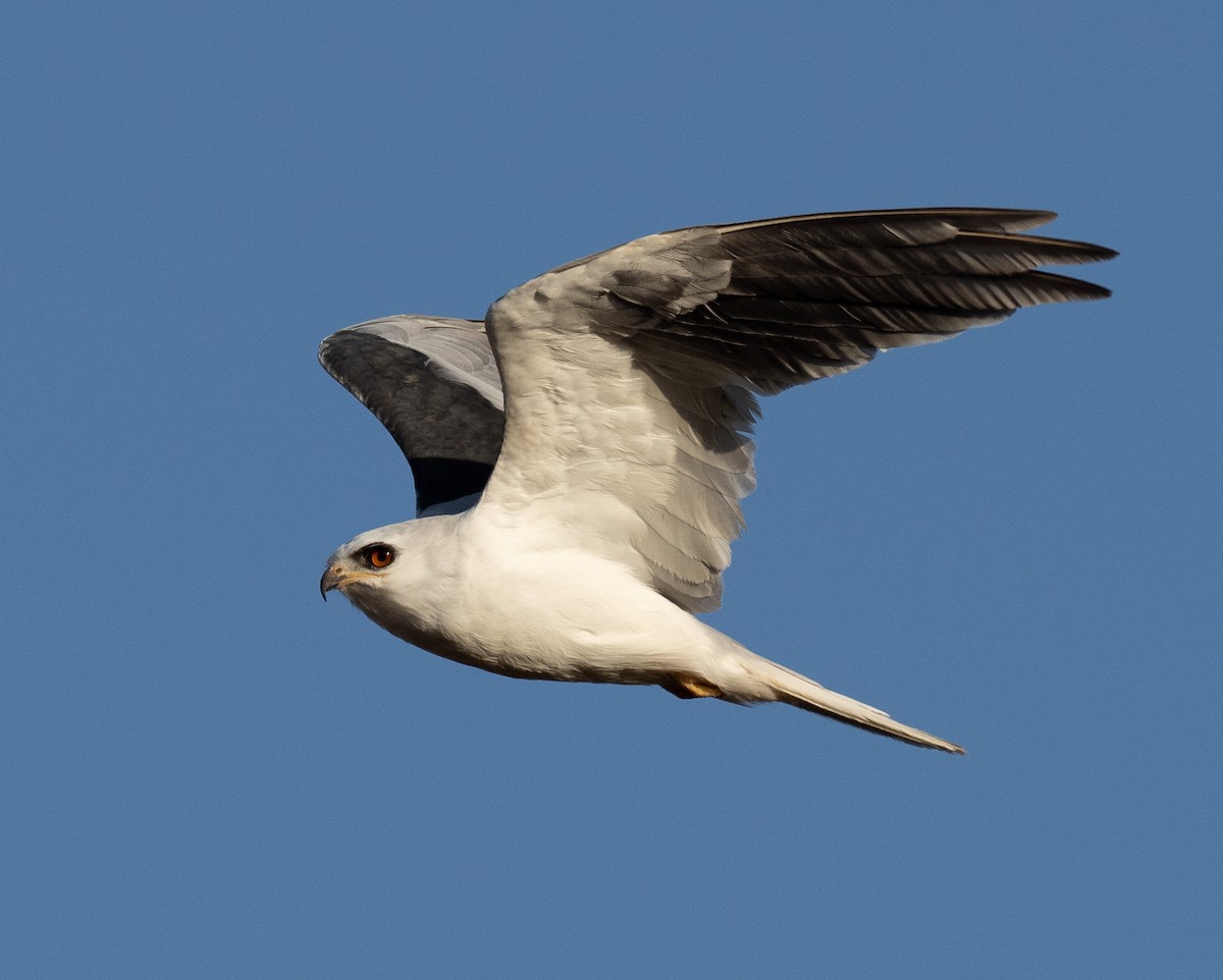 White-tailed Kite - ML592473521