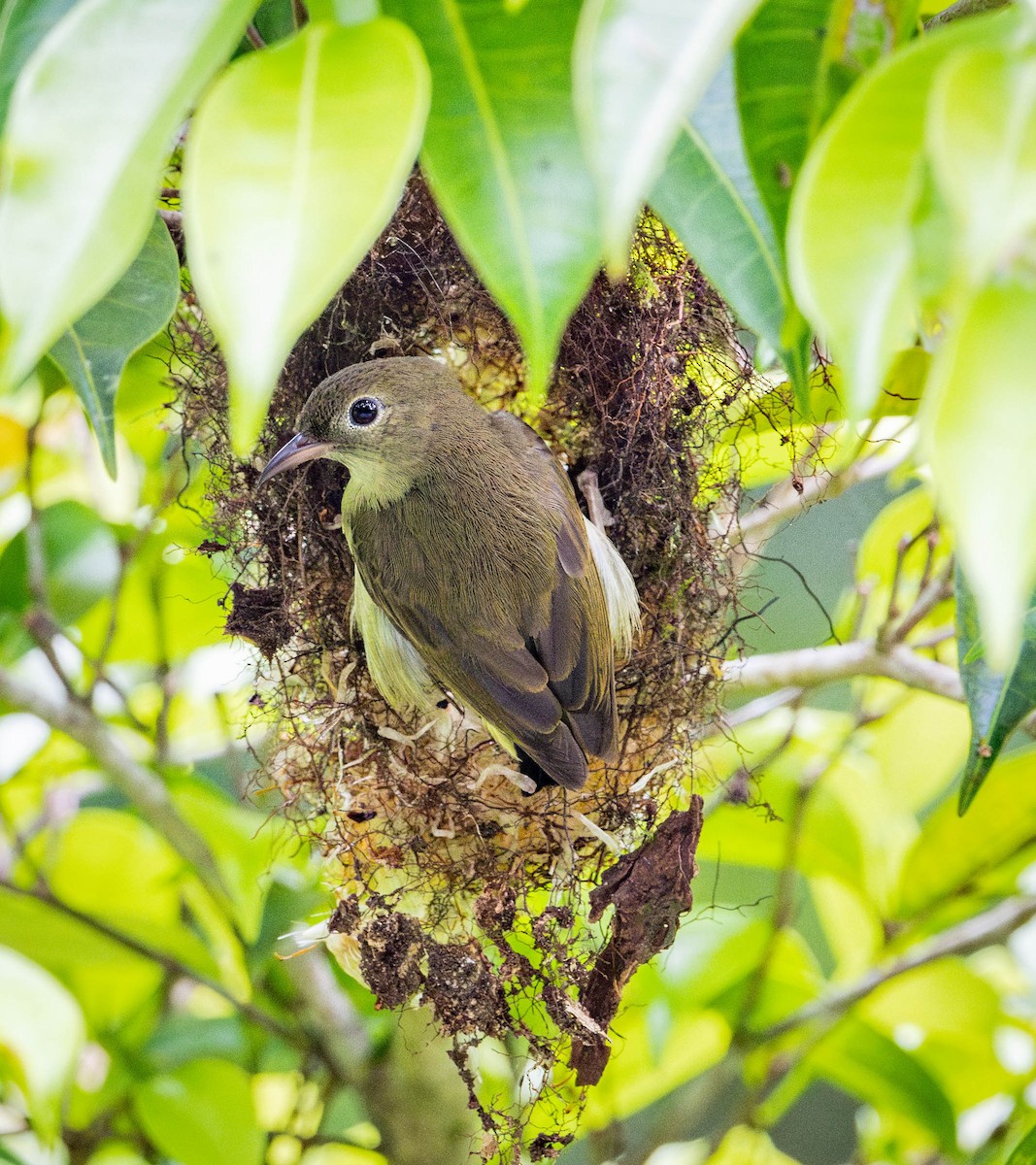 White-bellied Flowerpecker - Jonathan Ley