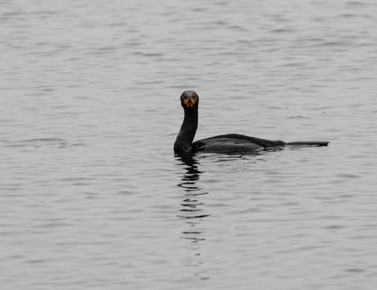 Double-crested Cormorant - ML592475701