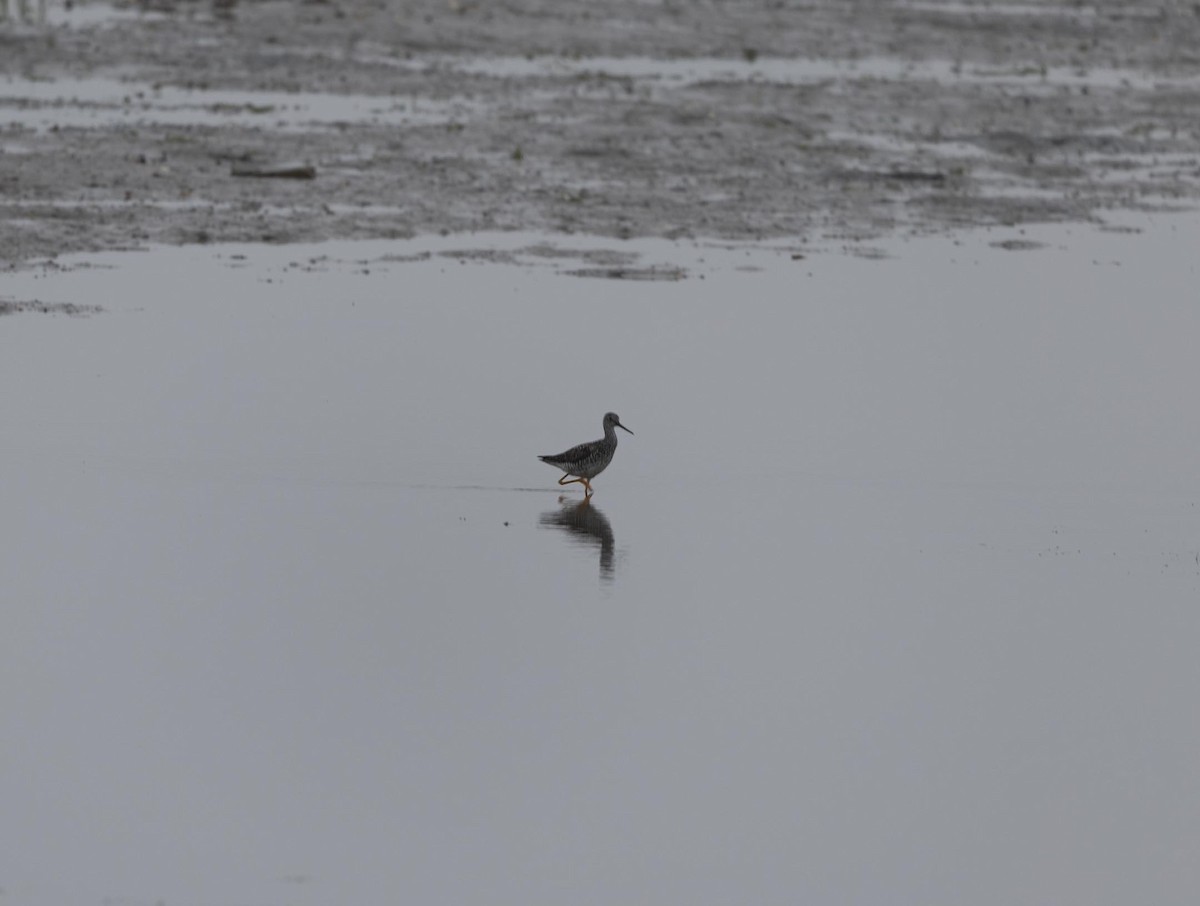 Greater Yellowlegs - ML592475711