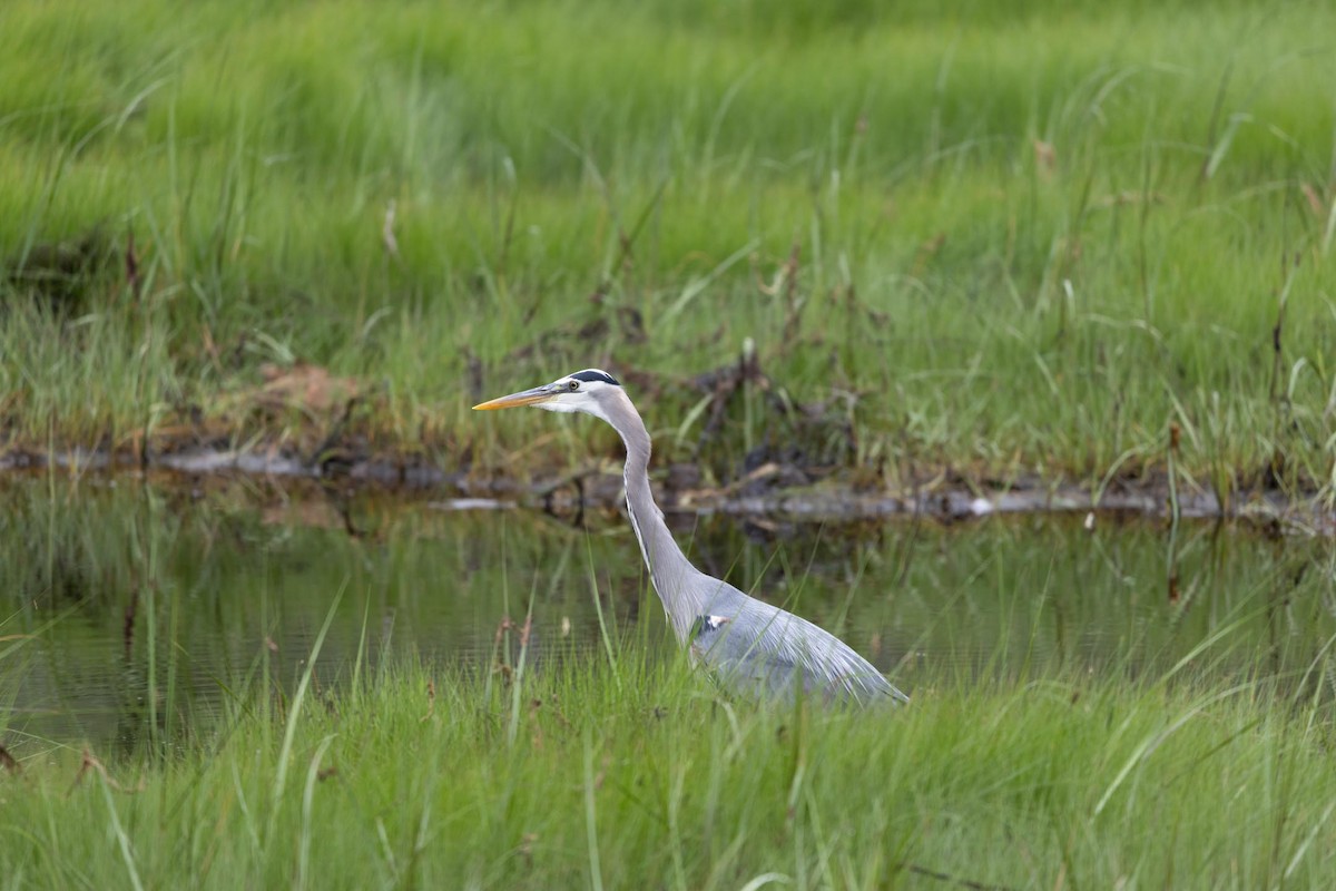Great Blue Heron - ML592475741