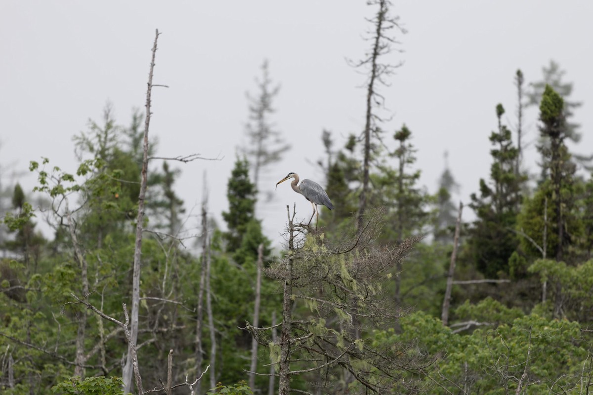 Great Blue Heron - ML592475751