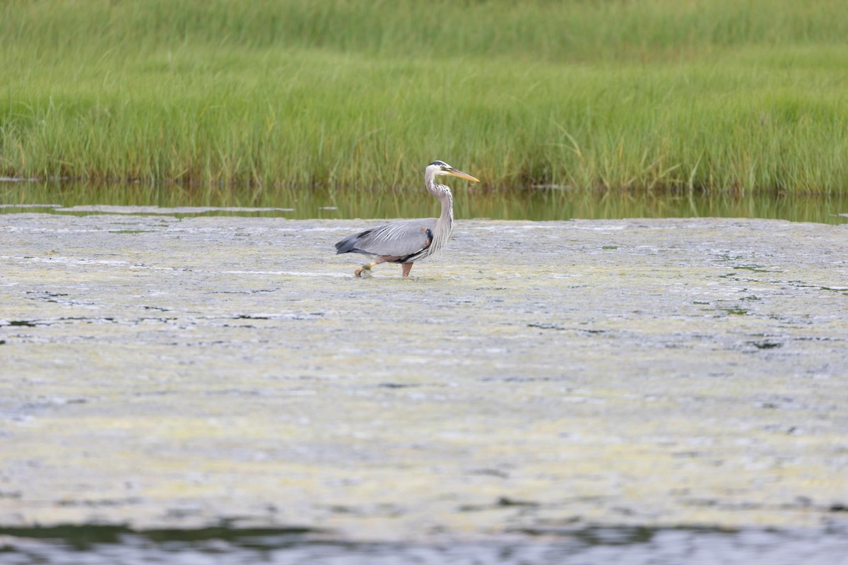 Great Blue Heron - ML592475811