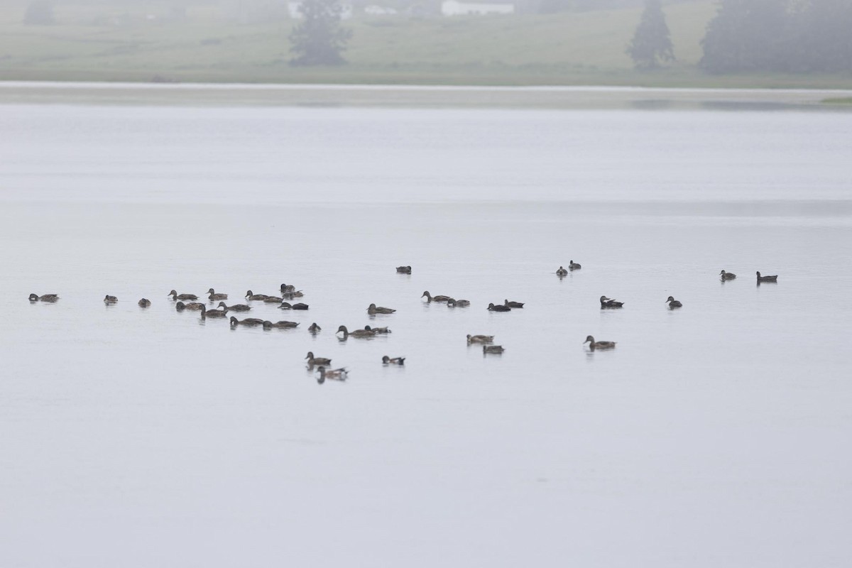 Mallard - ML592475971