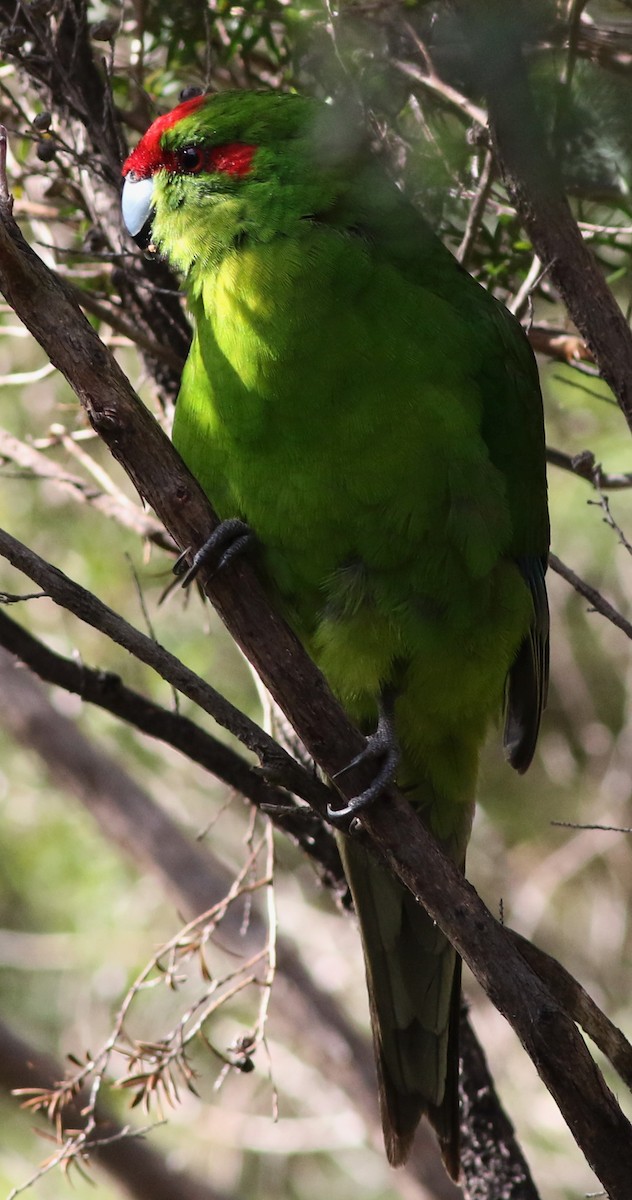 Red-crowned Parakeet - ML59247751