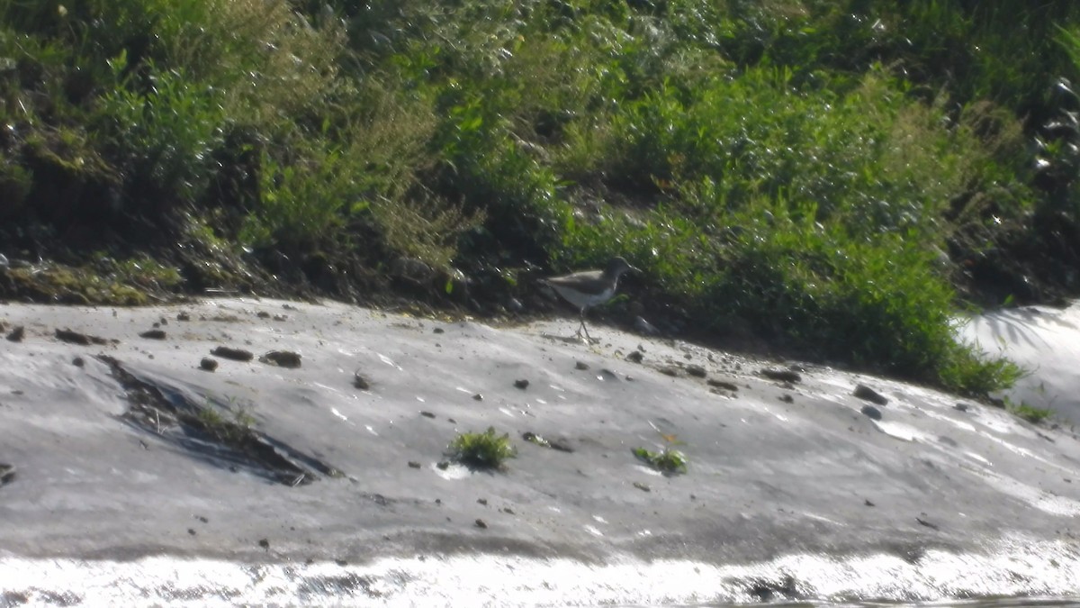 Spotted Sandpiper - ML592477891