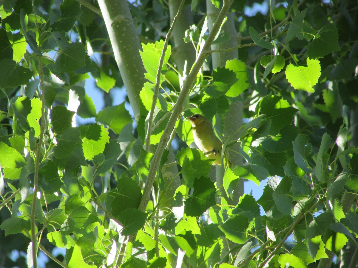 Bullock's Oriole - ML592478071