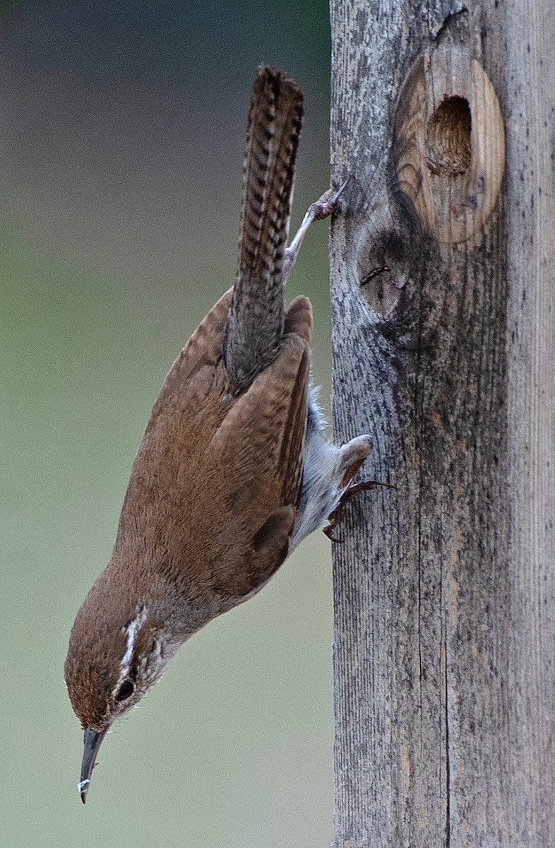 Bewick's Wren - ML592478421