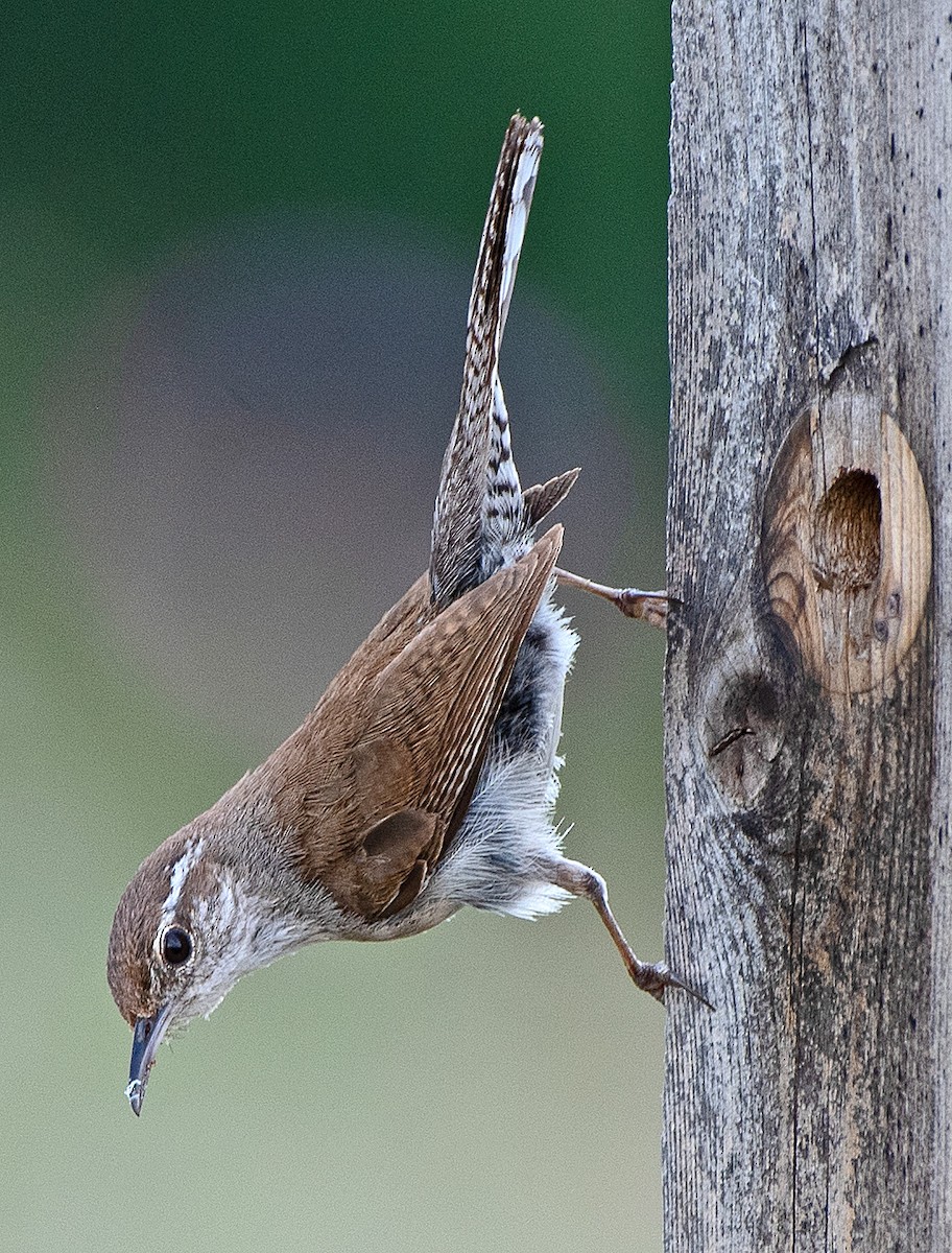 Bewick's Wren - ML592478431