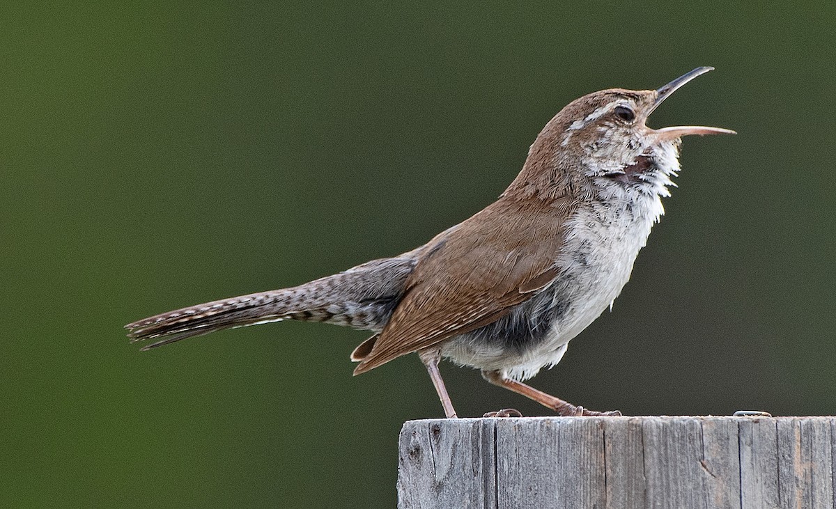 Bewick's Wren - ML592478441