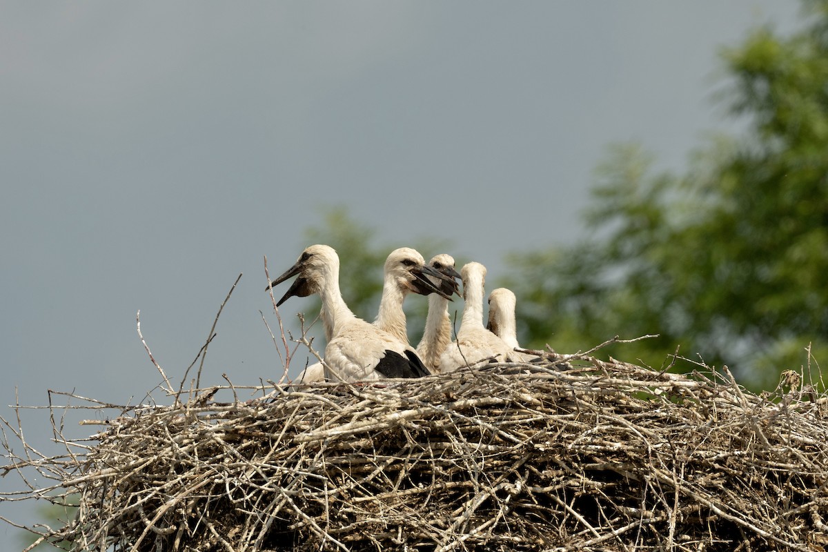 White Stork - Anand ramesh