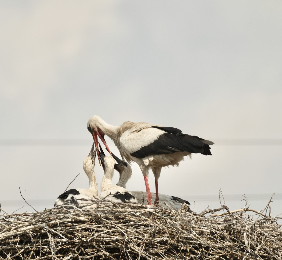 White Stork - Anand ramesh