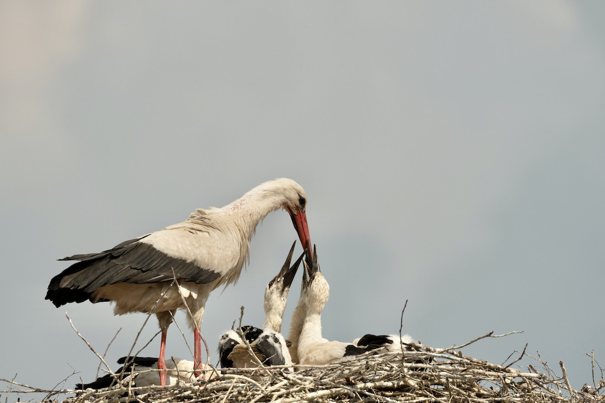 White Stork - ML592479311