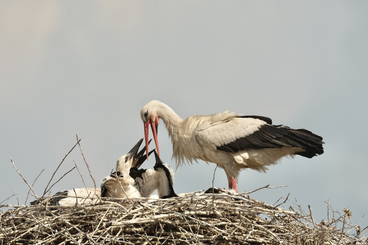 Cigogne blanche - ML592479341