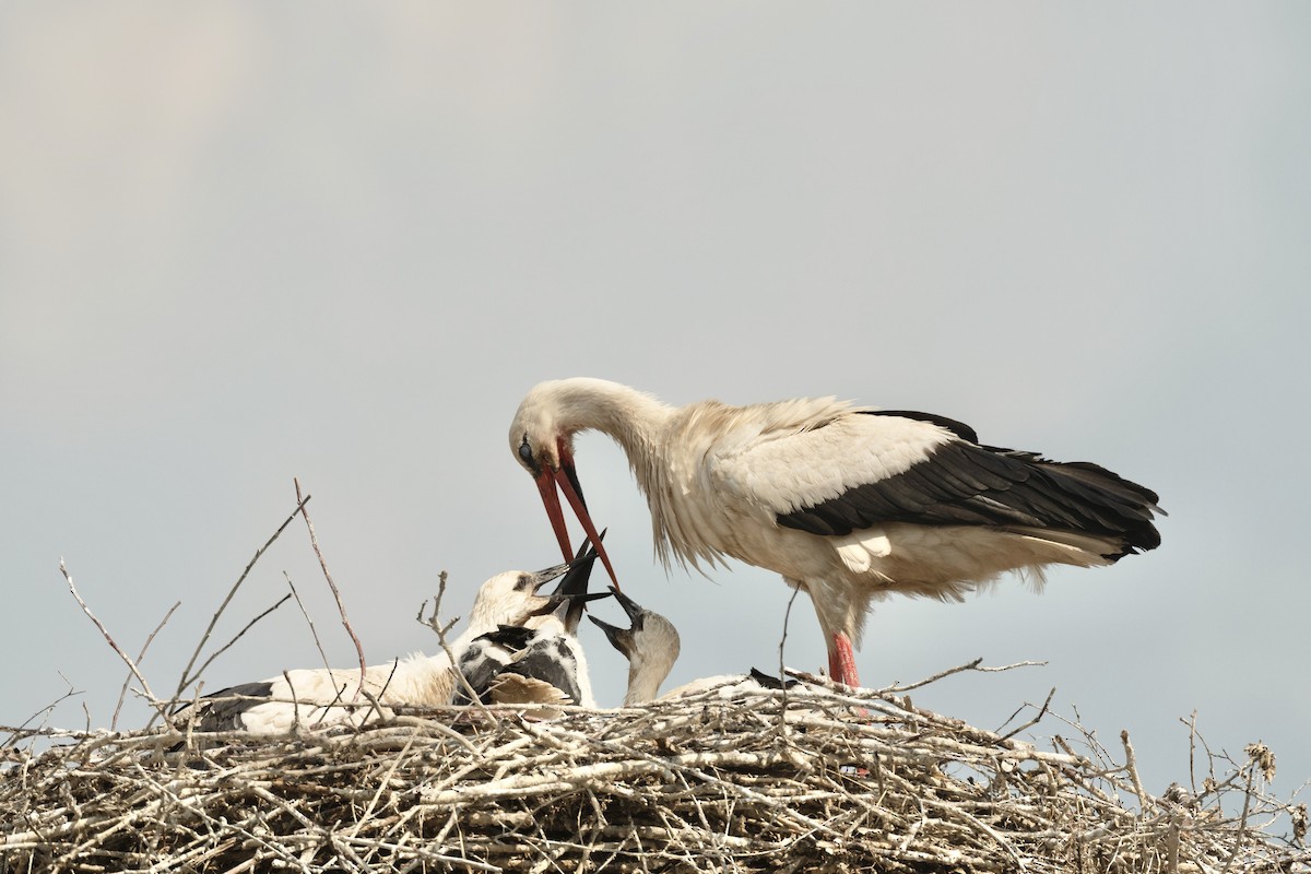 White Stork - Anand ramesh