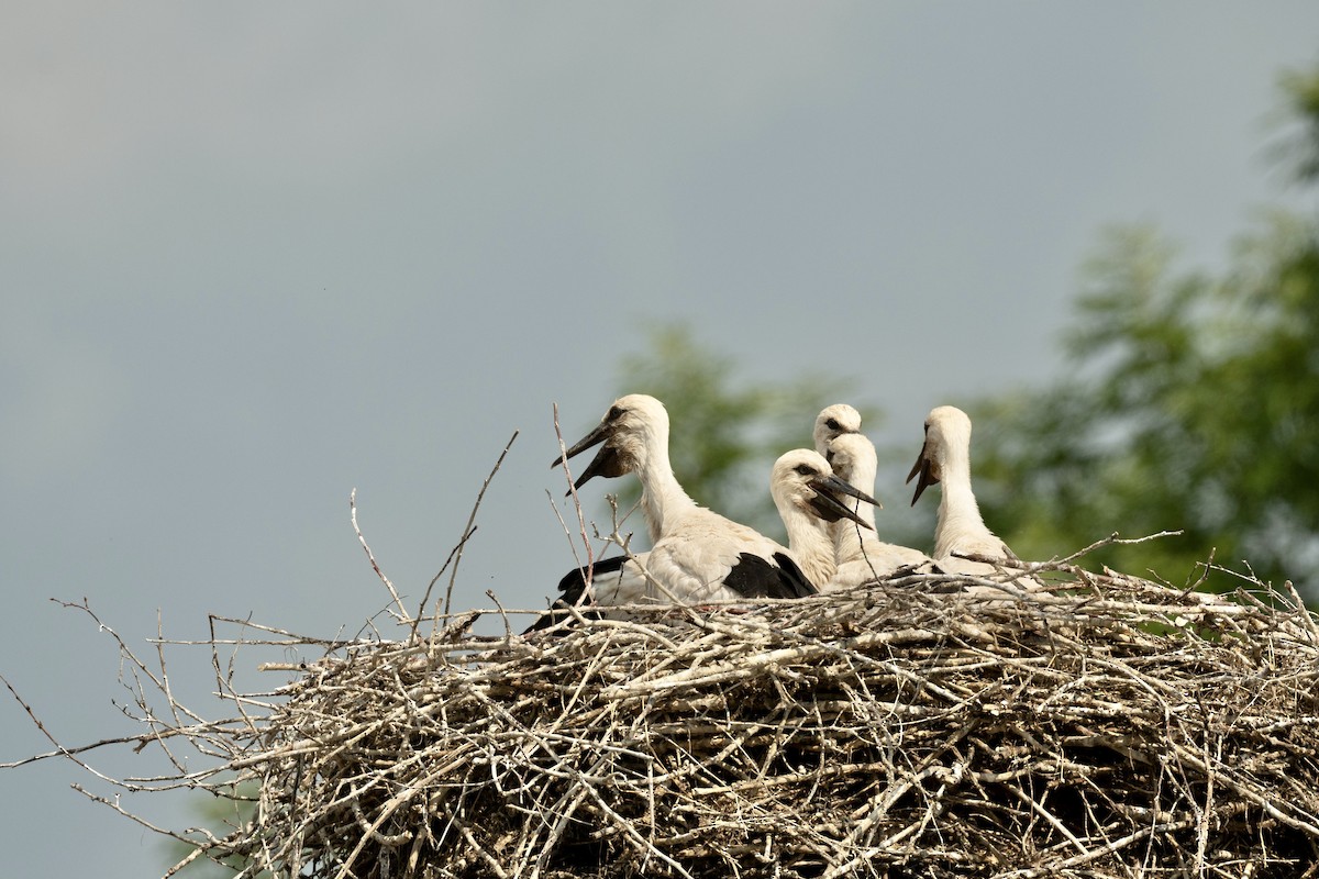 White Stork - ML592479361