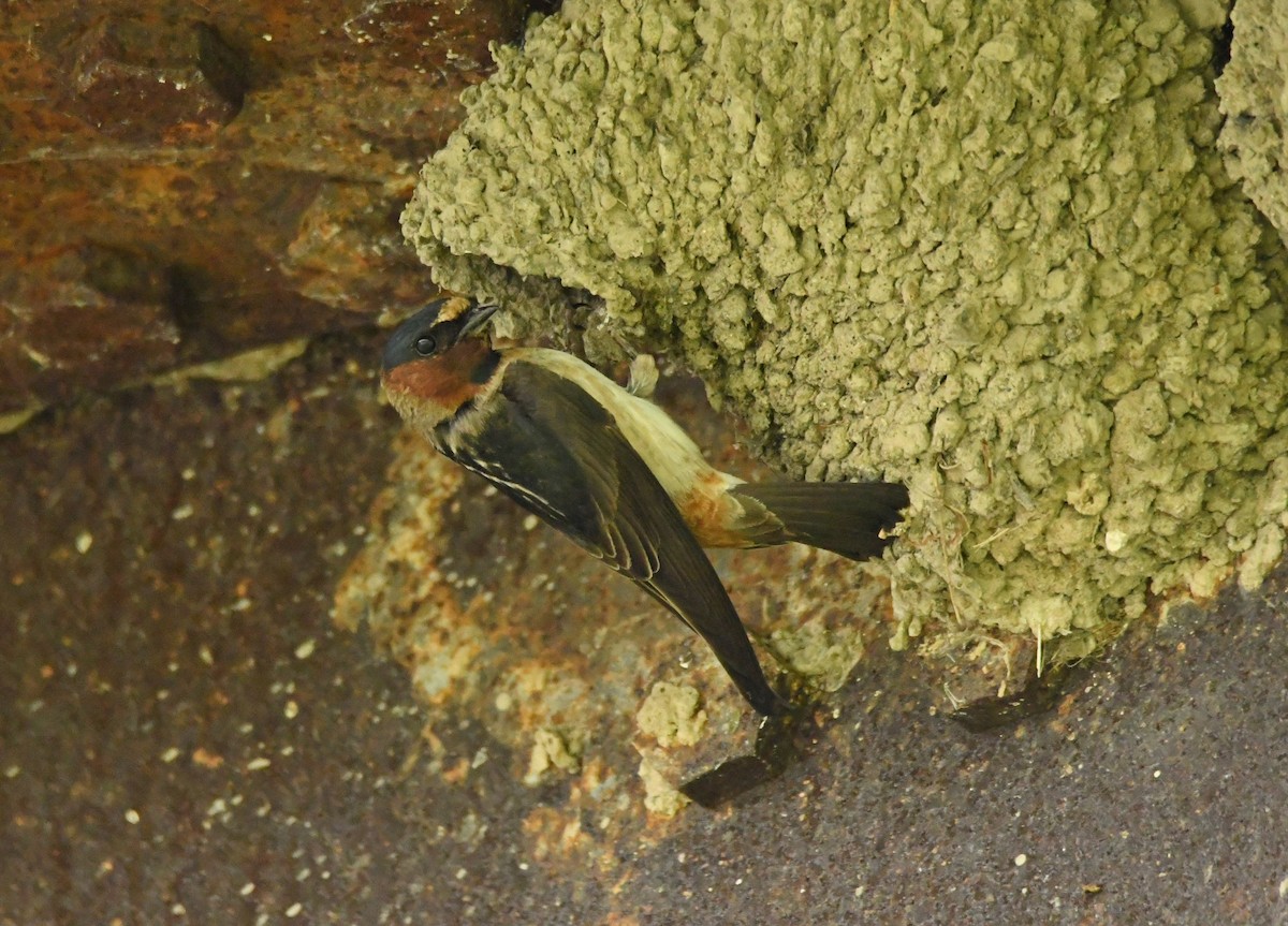 Cliff Swallow - Andrew Gaerte