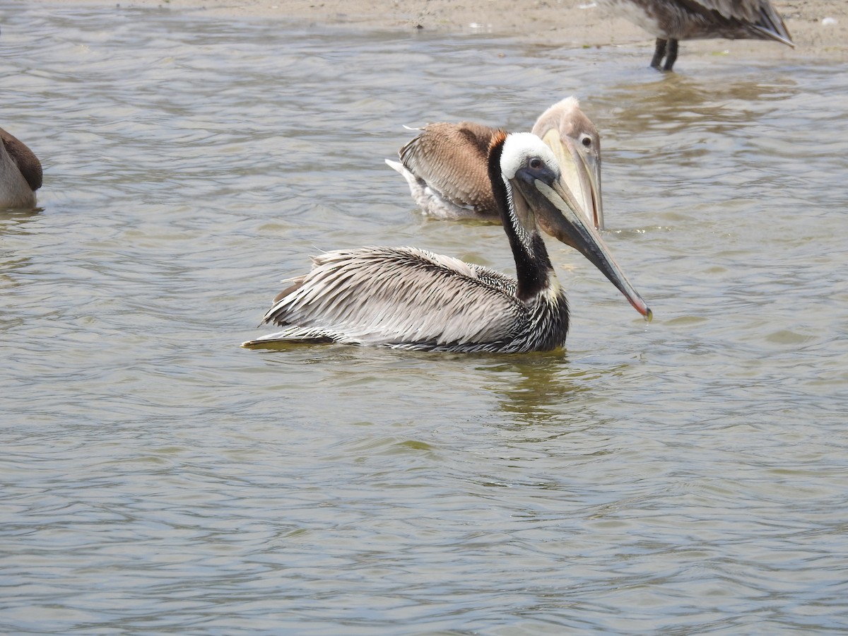 Brown Pelican - Ankit Vikrant