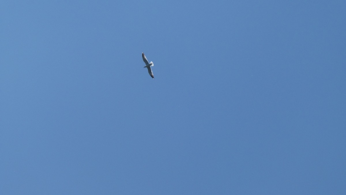 Common Gull - Peter Christianen