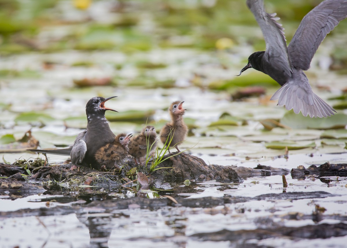 Black Tern - Josiah Vandenberg