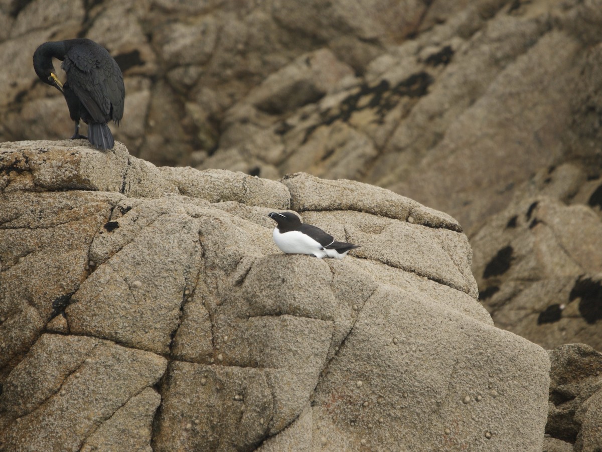 Razorbill - ML592482121