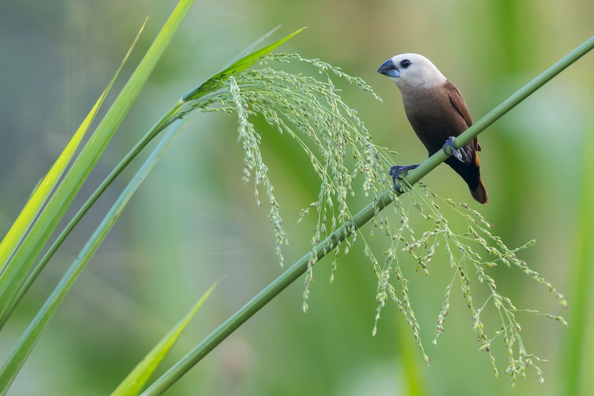 Gray-headed Munia - ML592483921