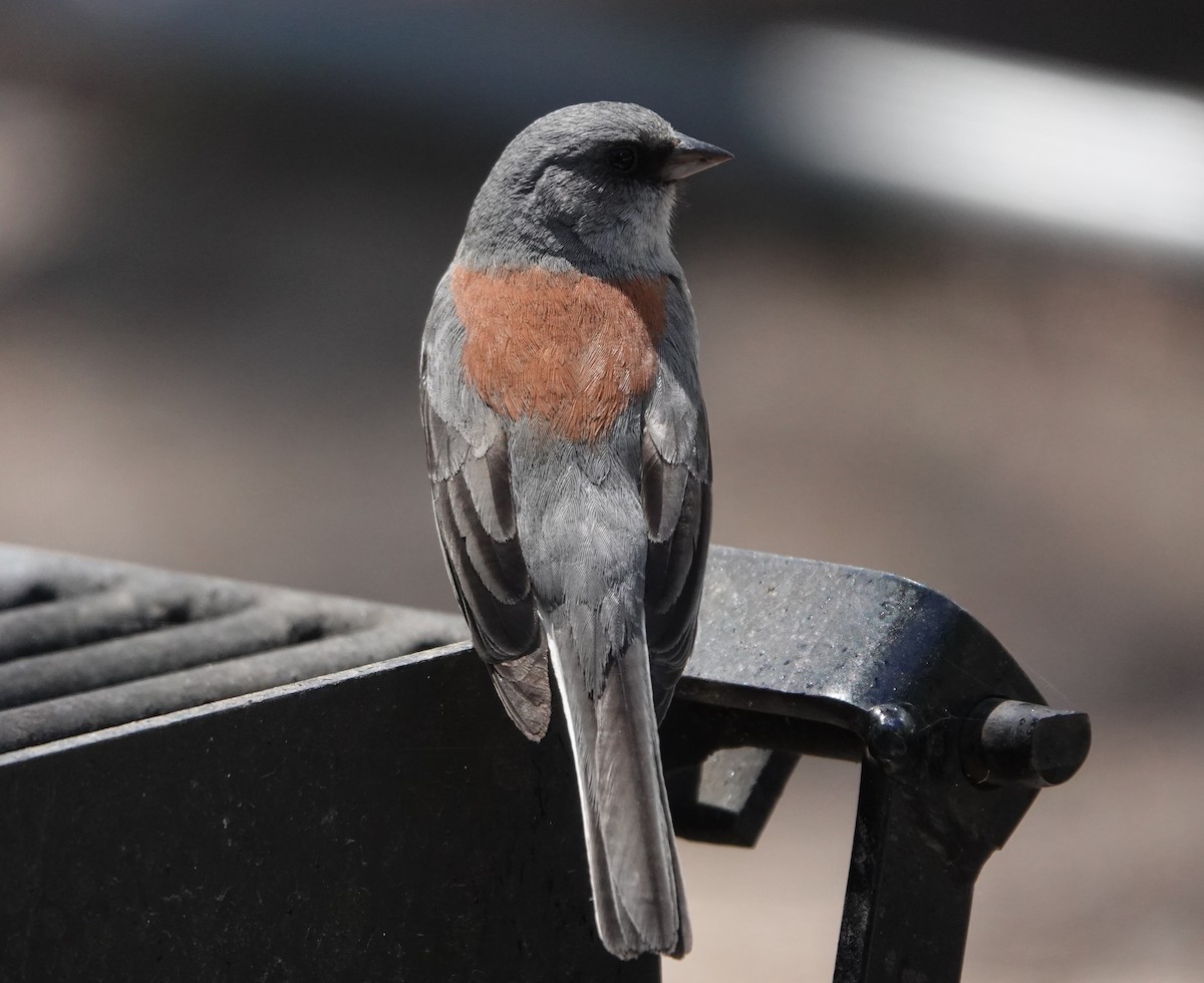 Dark-eyed Junco (Red-backed) - ML592484411