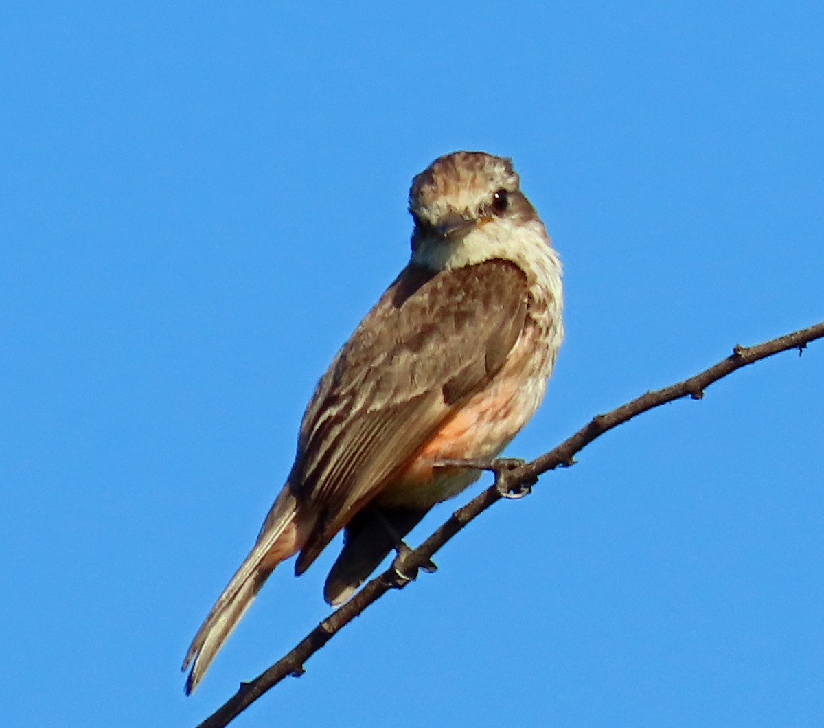 Vermilion Flycatcher - ML592484501