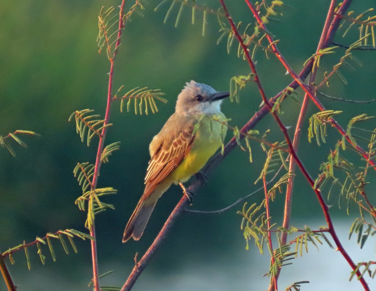 Tropical Kingbird - ML592484621