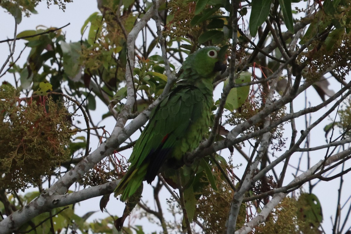 Red-lored Parrot - Phil Kenny