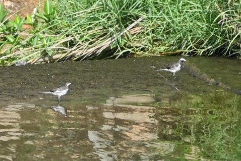 White-browed Wagtail - ML592485461