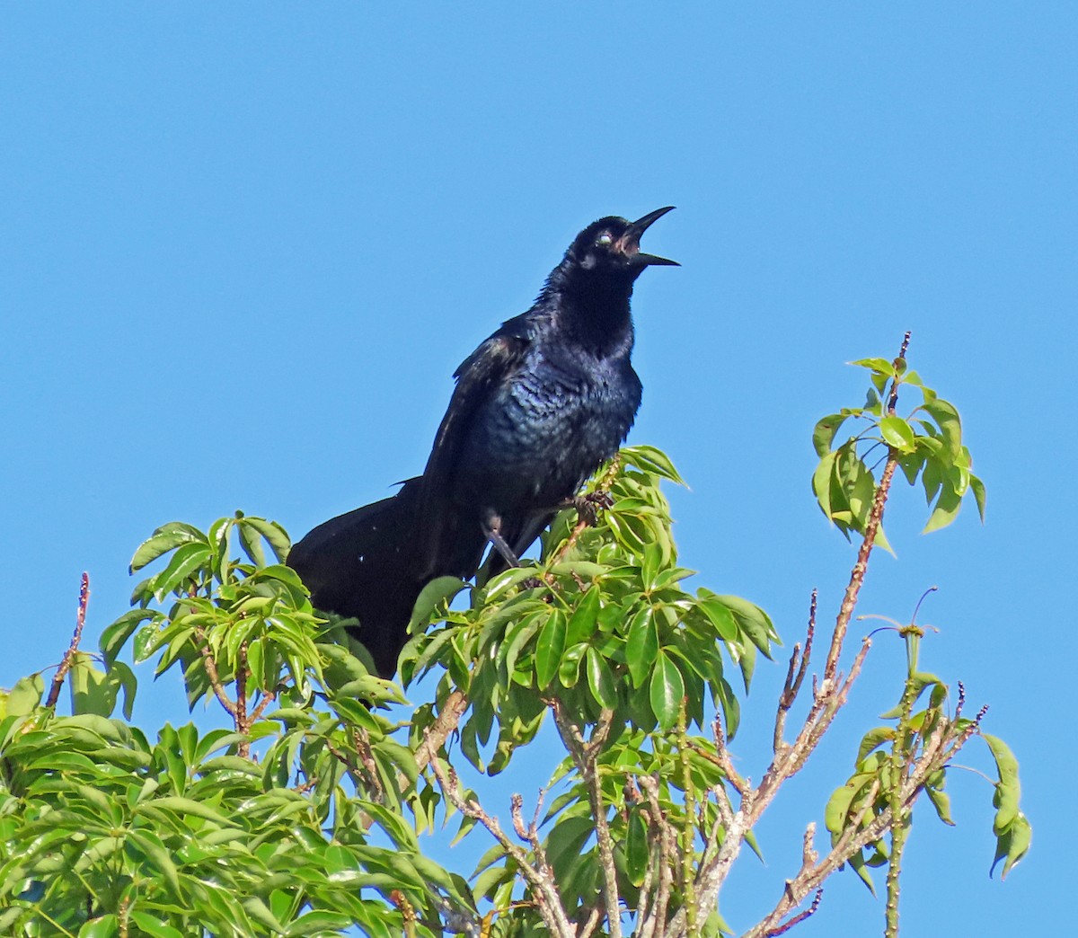 Great-tailed Grackle - ML592485481