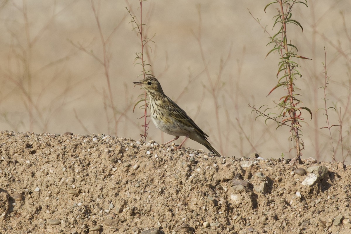 Tree Pipit - Thomas Doebel