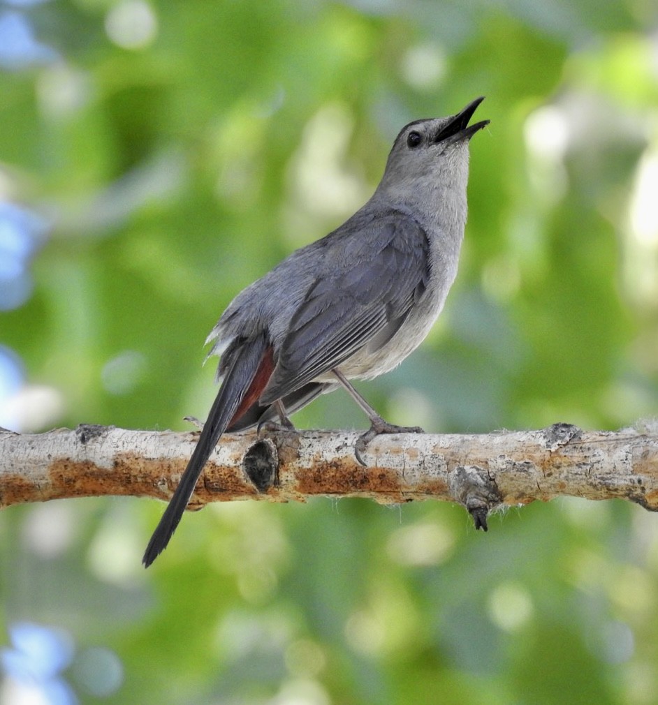 kattespottefugl - ML592486431