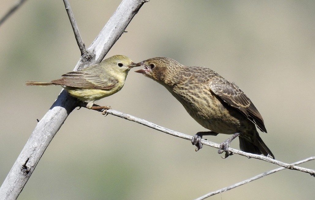 gulparula - ML592486561