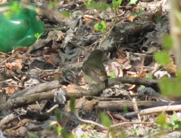 Blue-and-white Flycatcher - ML59248671