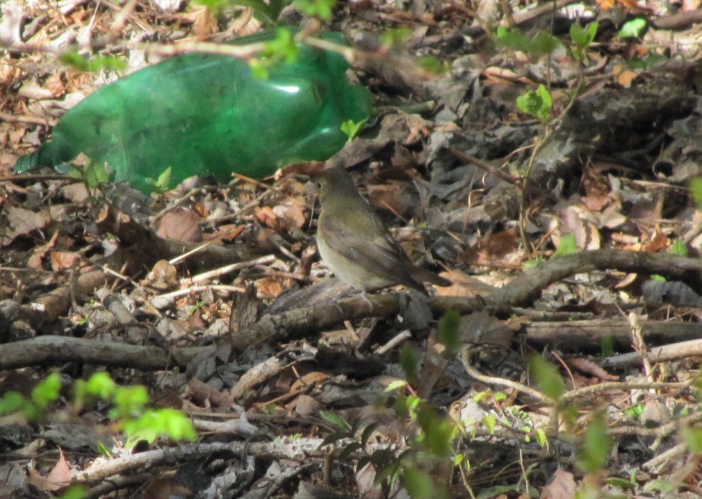 Blue-and-white Flycatcher - ML59248681