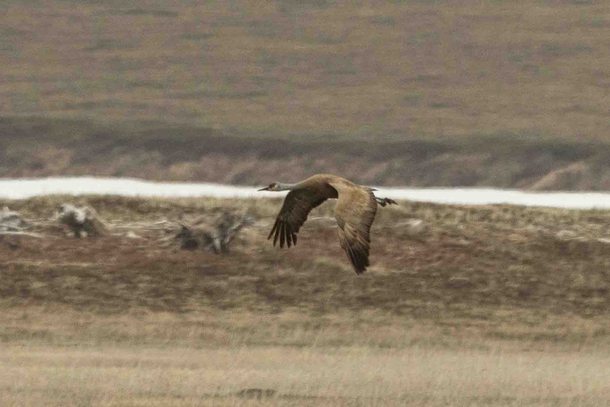 Sandhill Crane - ML592486931