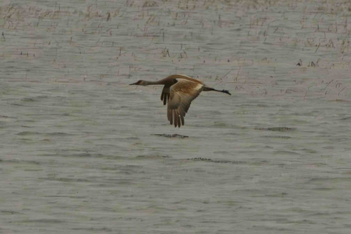 Sandhill Crane - ML592486941